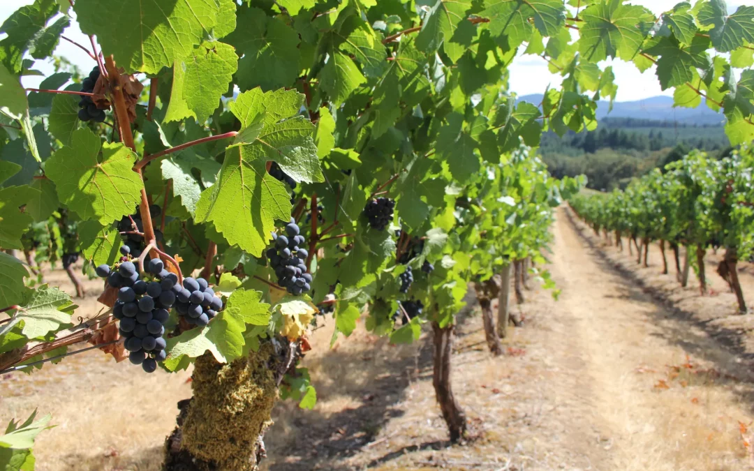 KOIN: Grapes and wildfires’ wrath: OSU granted $7.6M to study impact