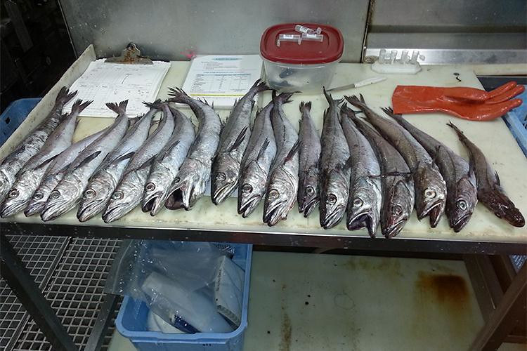 KTVZ: OSU study’s findings suggest Pacific whiting skin has anti-aging properties that prevent wrinkles